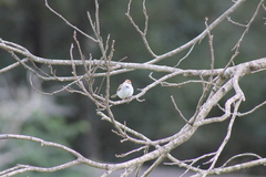 Spizella passerina