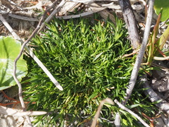 Polypremum procumbens