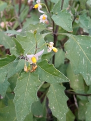 Solanum villosum