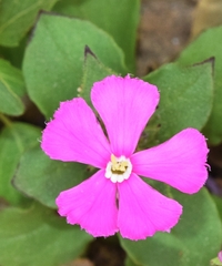 Silene pseudoatocion