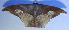 Timandromorpha discolor