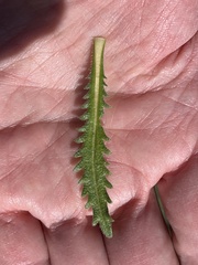 Deinandra fasciculata