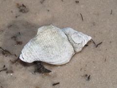 Melongena