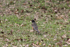 Turdus migratorius