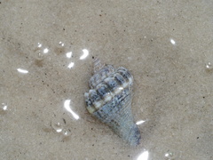 Melongena