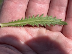 Deinandra fasciculata