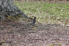 Turdus migratorius