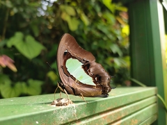 Polyura hebe plautus