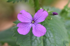 Hesperis matronalis