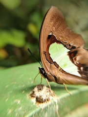 Polyura hebe plautus