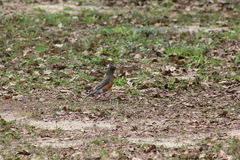 Turdus migratorius