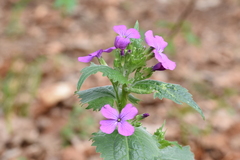 Hesperis matronalis
