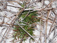 Polypremum procumbens