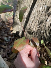 Smilax pumila