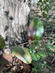 Smilax pumila