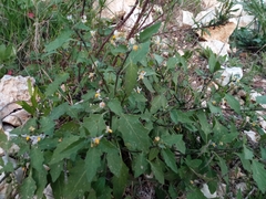 Solanum villosum