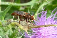 Sicus ferrugineus