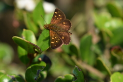 Butleria bissexguttatus