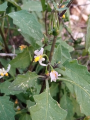 Solanum villosum