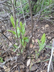 Acourtia microcephala