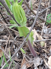 Acourtia microcephala