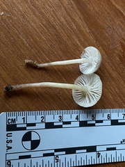 Mycena laevigata