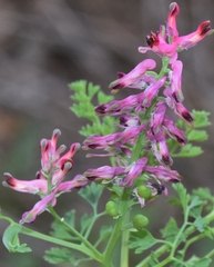 Fumaria densiflora