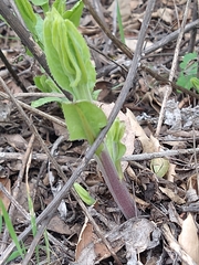 Acourtia microcephala