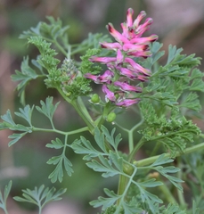 Fumaria densiflora