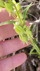 Halenia aquilegiella