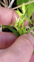 Halenia aquilegiella