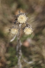 Carlina vulgaris