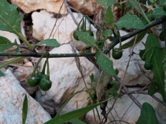 Solanum villosum