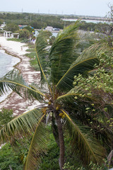 Cocos nucifera