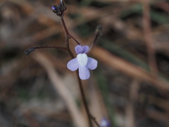 Nuttallanthus