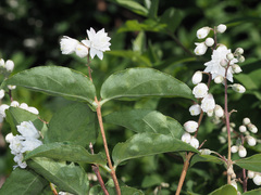 Deutzia