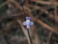 Nuttallanthus