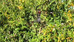 Trichonephila inaurata