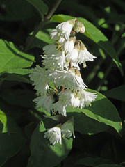 Deutzia