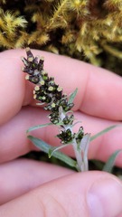 Gamochaeta americana