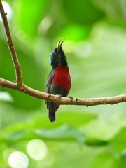 Leptocoma brasiliana