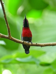 Leptocoma brasiliana