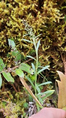 Gamochaeta americana