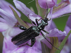 Oedemera tristis