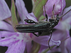 Oedemera tristis