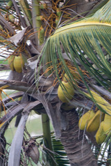 Cocos nucifera