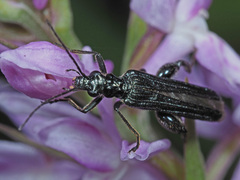 Oedemera tristis