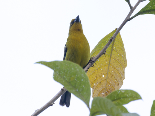 White-winged Tanager