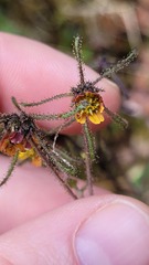 Sigesbeckia