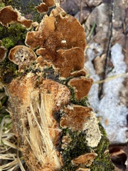 Steccherinum ochraceum